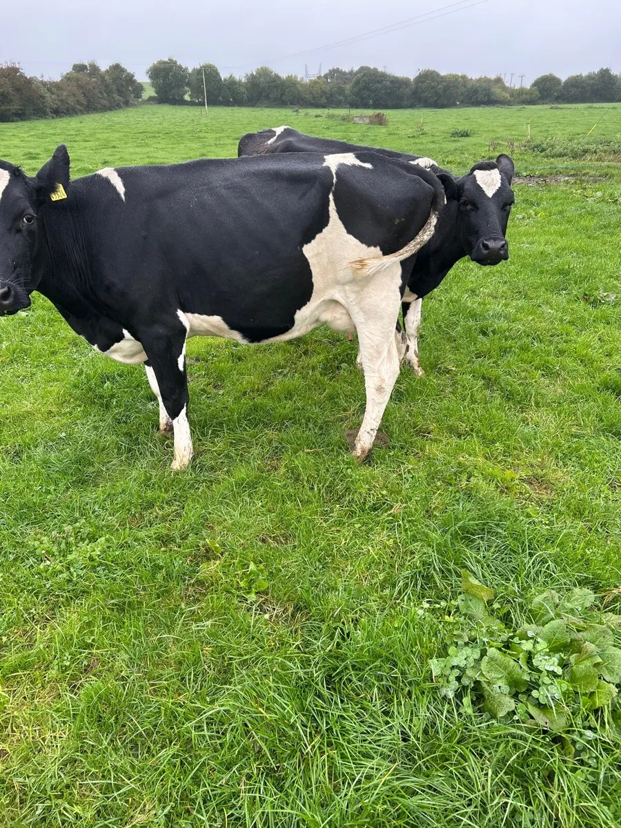 Empty cows - Image 3