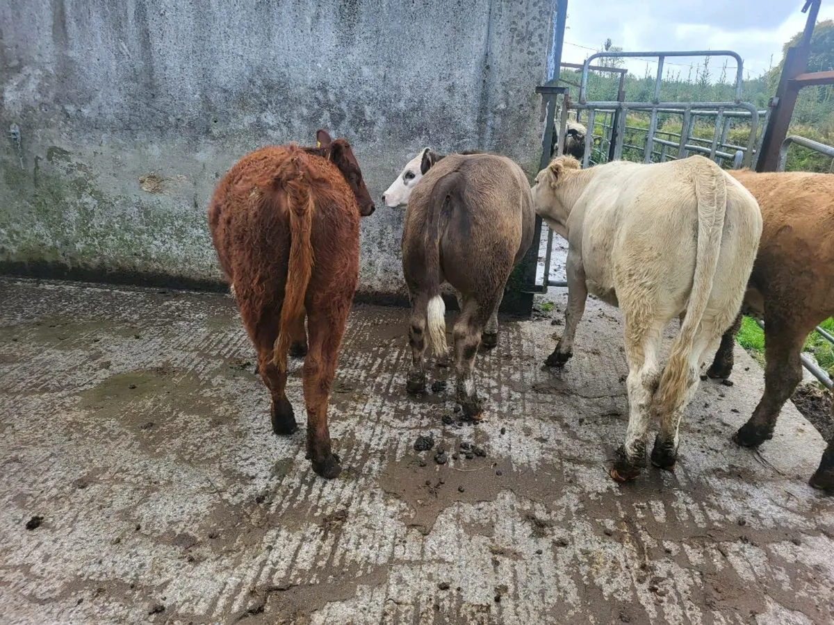 10 heifers - Image 1