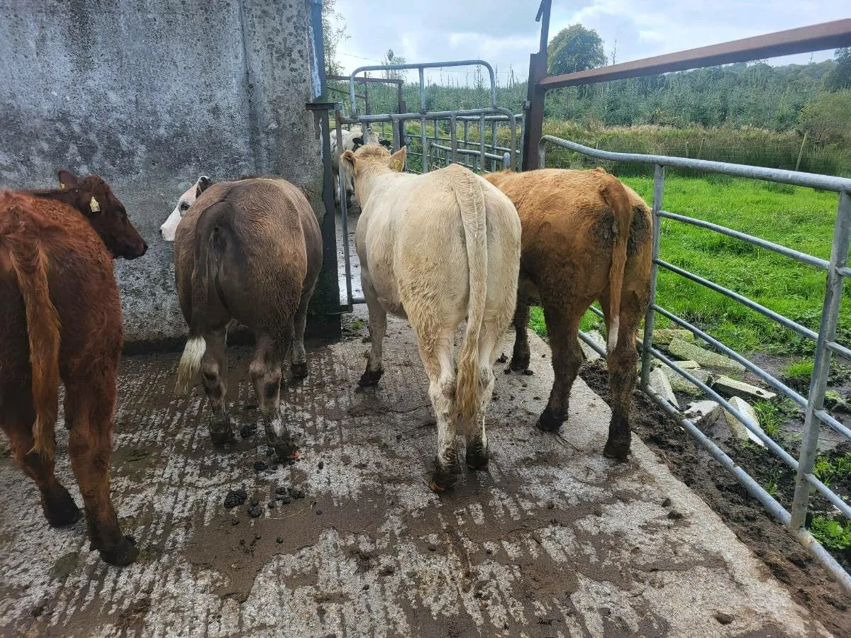 10 heifers - Image 2