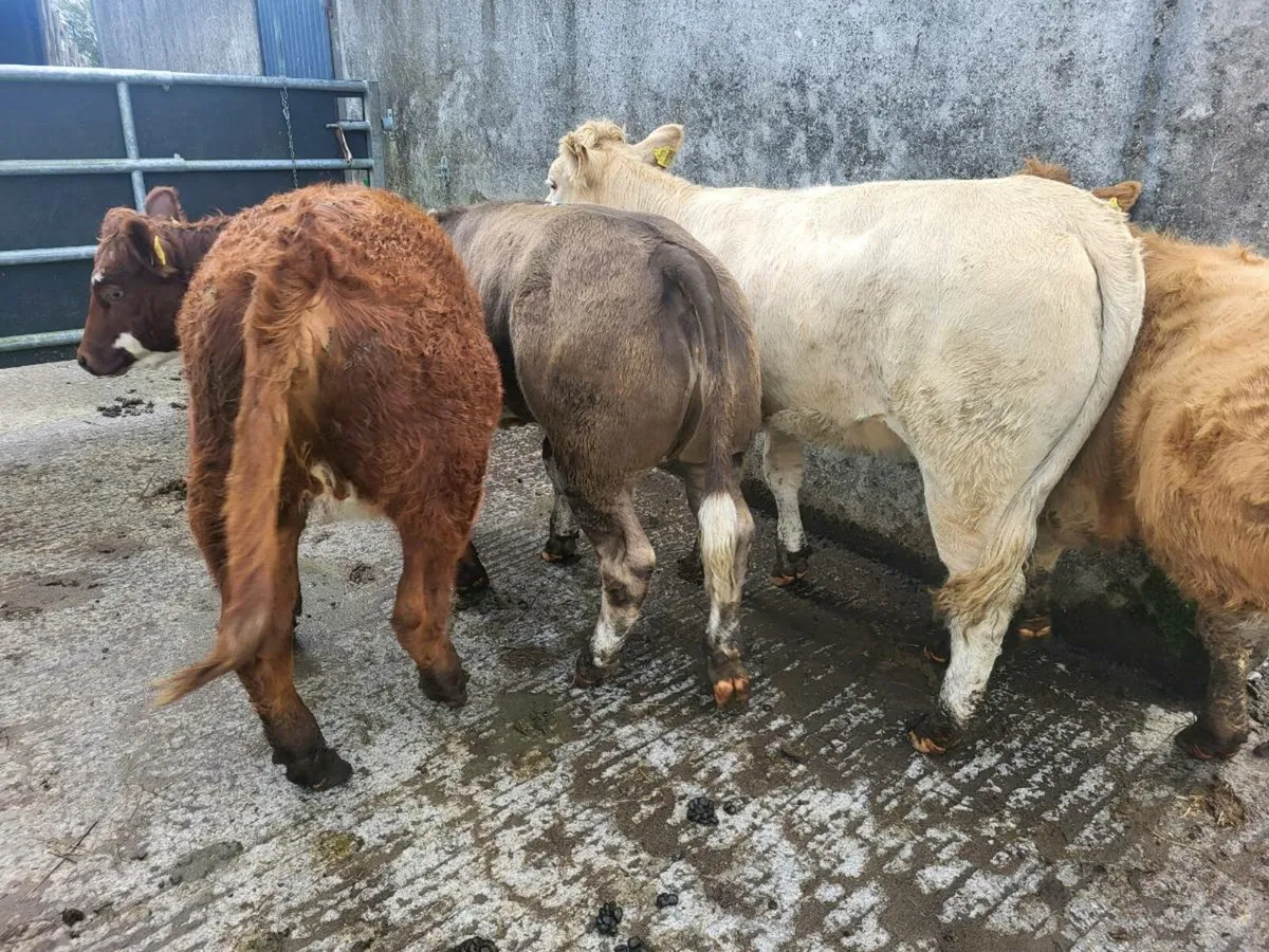 10 heifers - Image 3