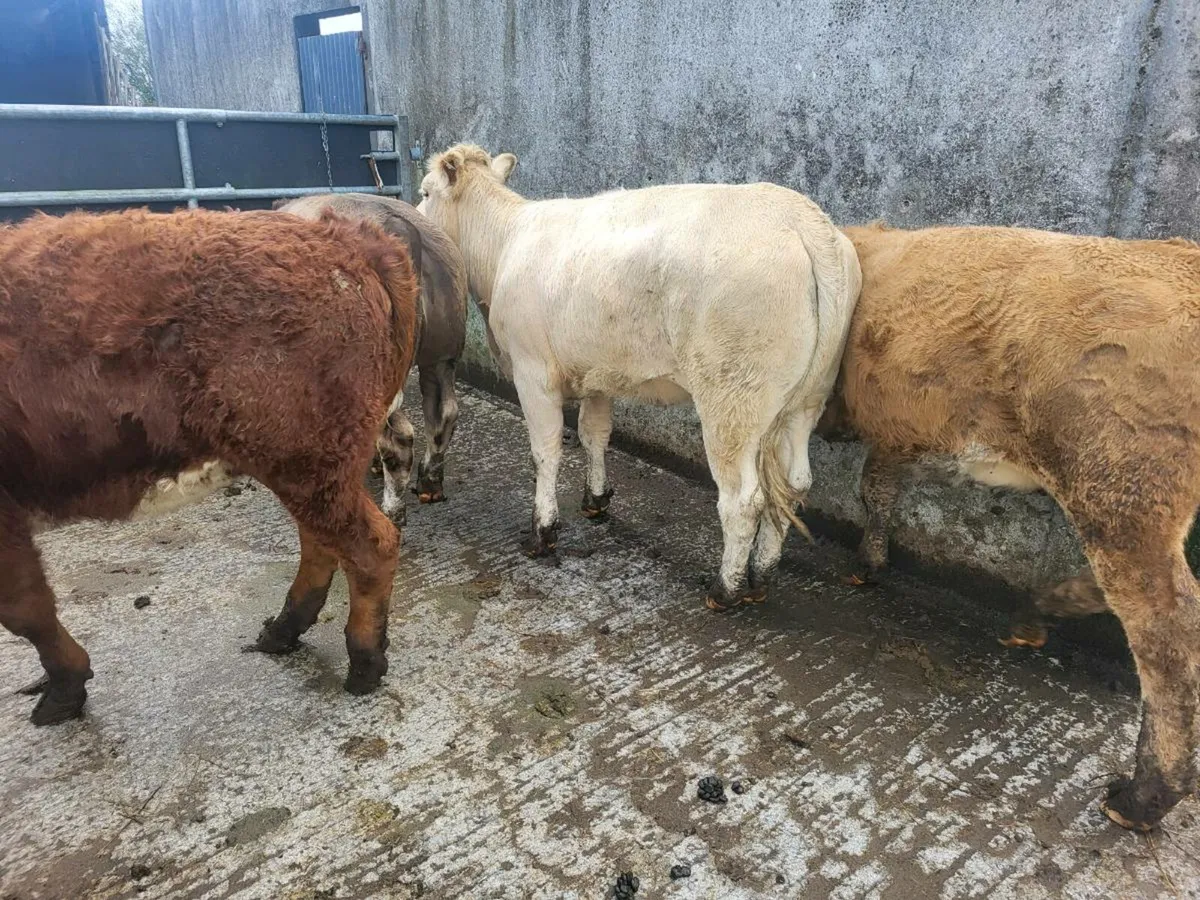 10 heifers - Image 4