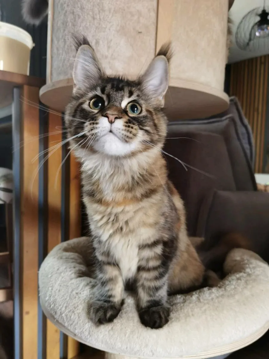 Maine coon kittens registered - Image 2