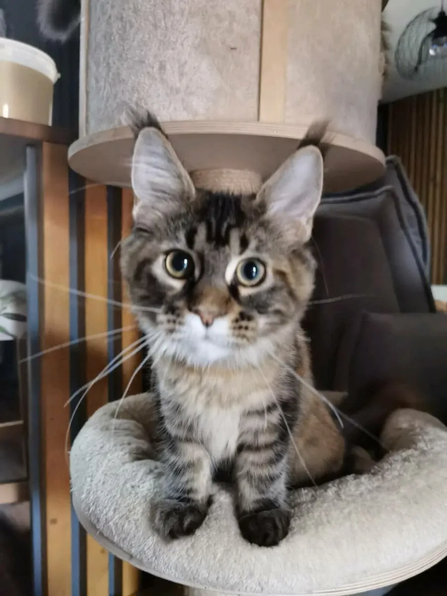 Maine coon kittens registered - Image 3
