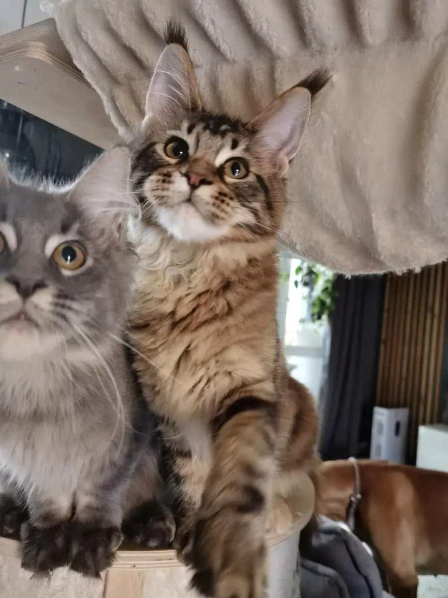 Maine coon kittens registered - Image 4