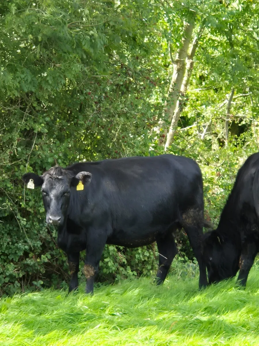 Angus incalf heifer - Image 1