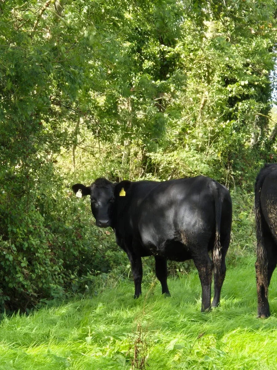 Angus incalf heifer - Image 2