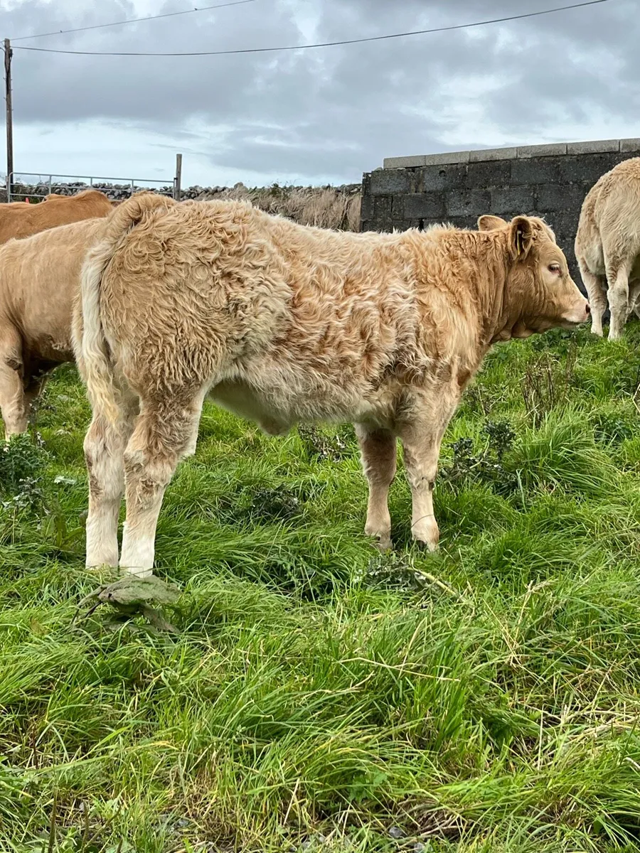 Limestone heifers - Image 2