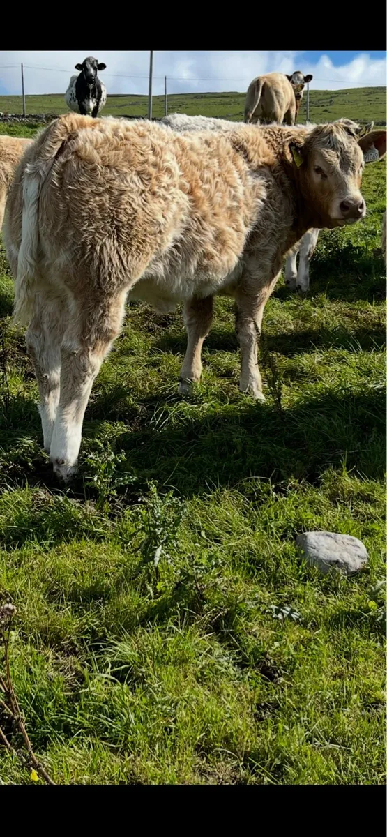 Limestone heifers - Image 3