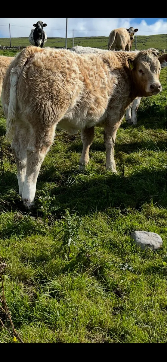 Limestone heifers - Image 4