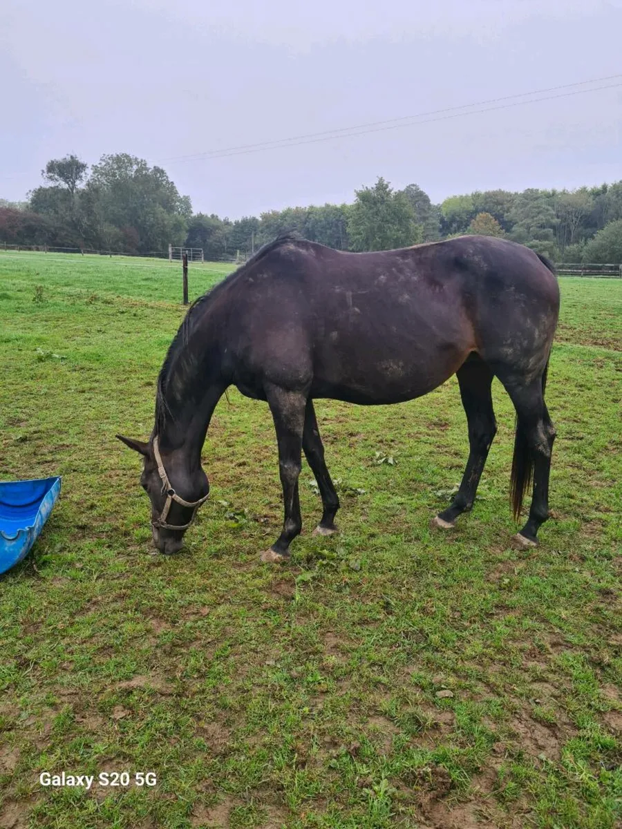 Mahler Mare - Image 1