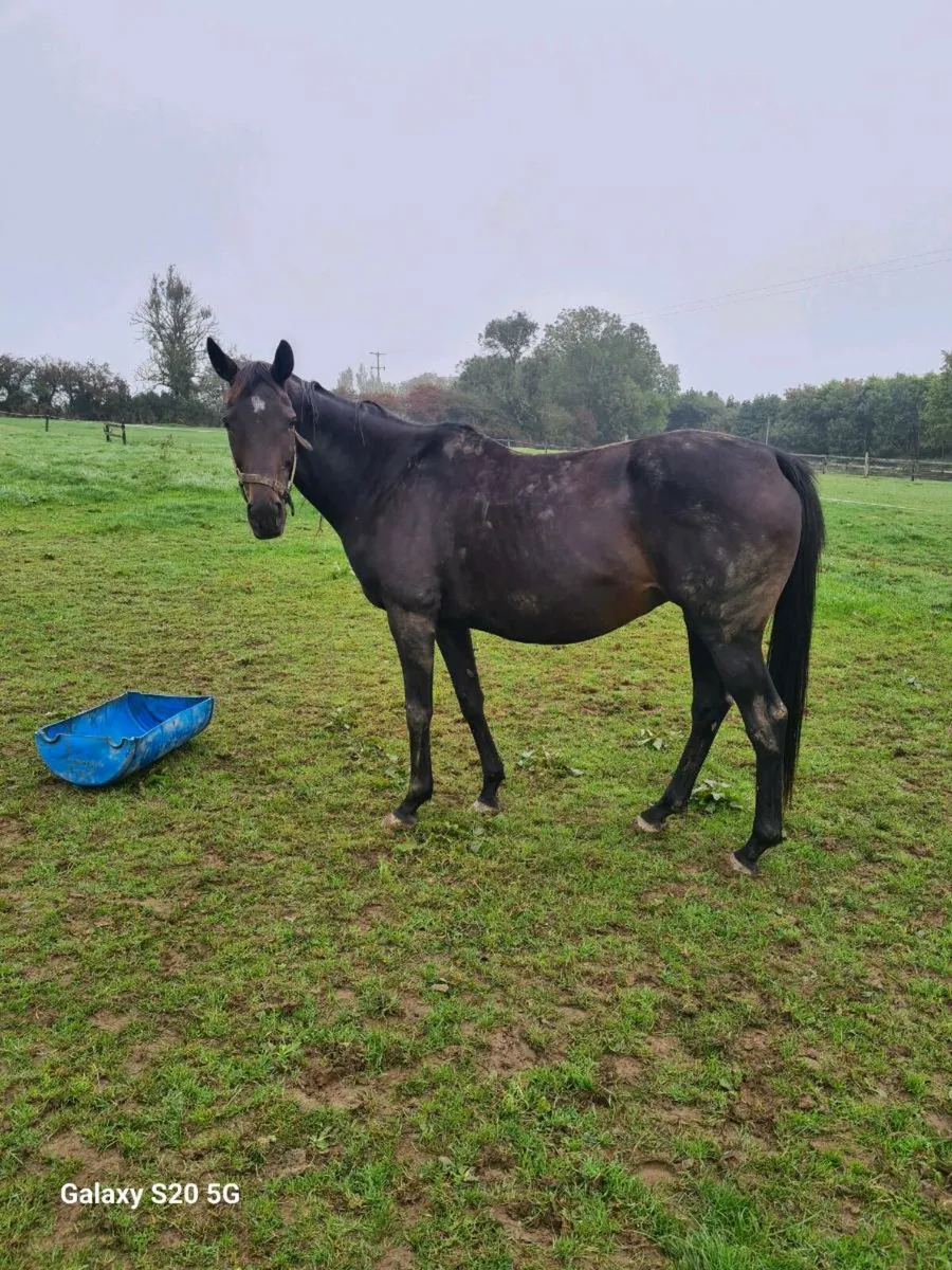 Mahler Mare - Image 2