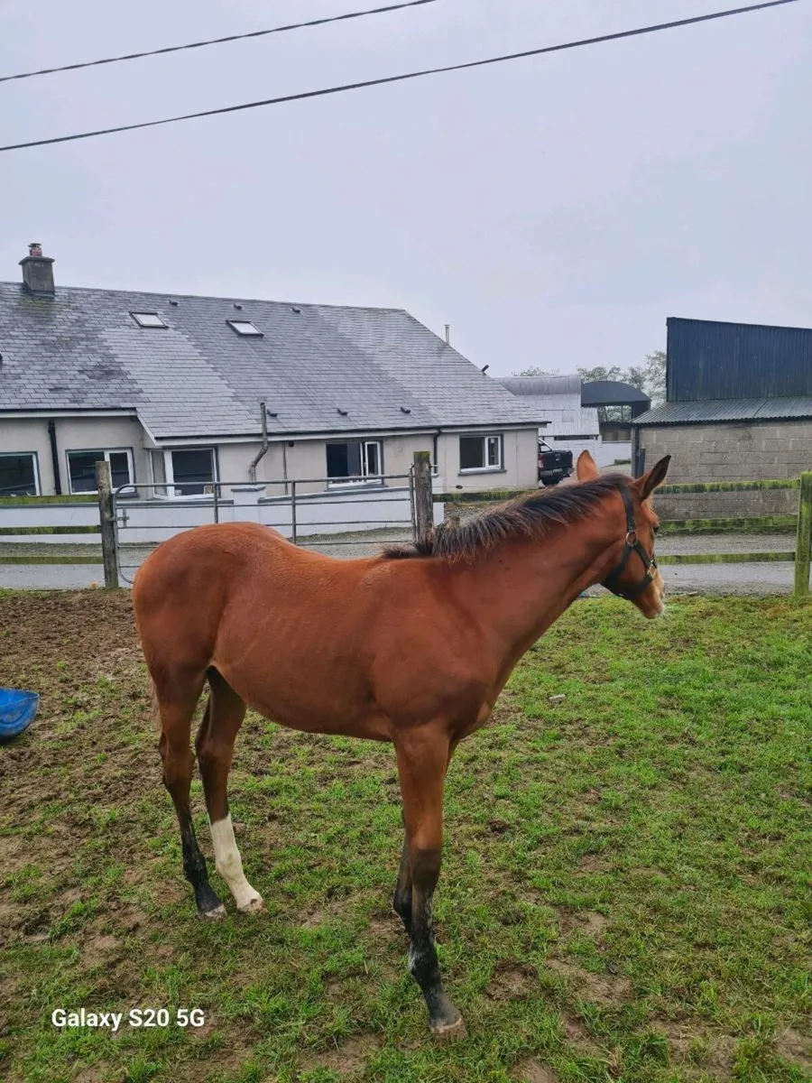 Mahler Mare - Image 3