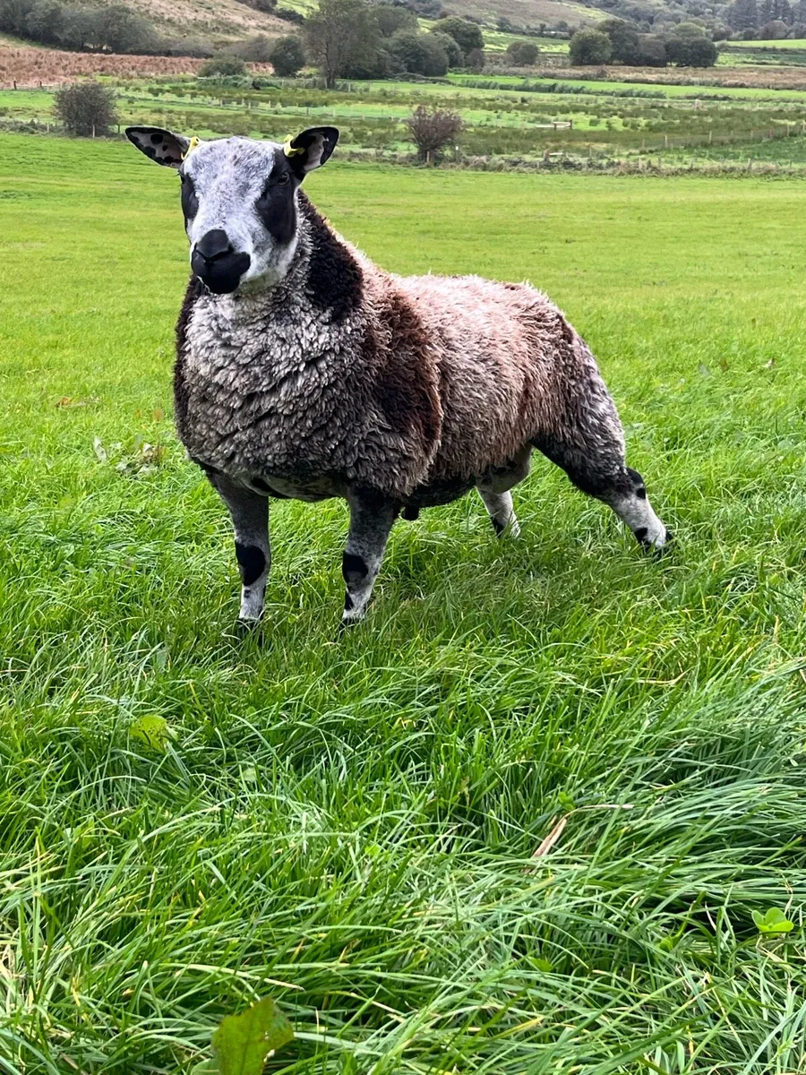 PBR Dutch spotted ram lambs - Image 1