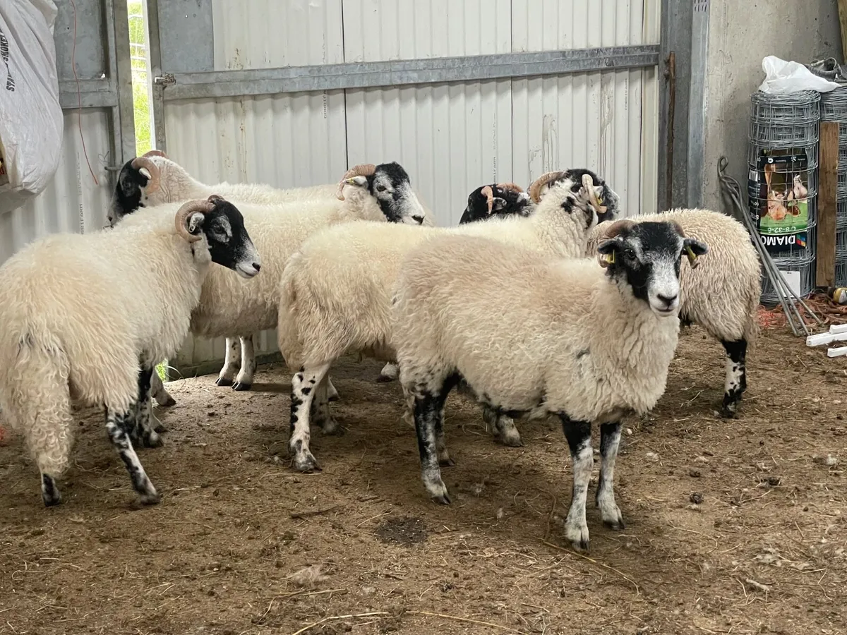 Swaledale sheep - Image 3