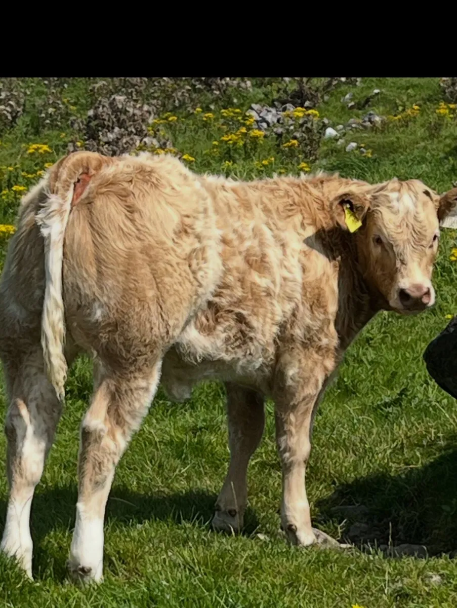 Limestone heifers - Image 1