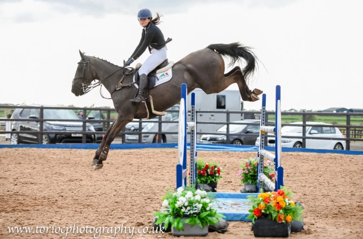 16h gelding by I’m special de muze - Image 1