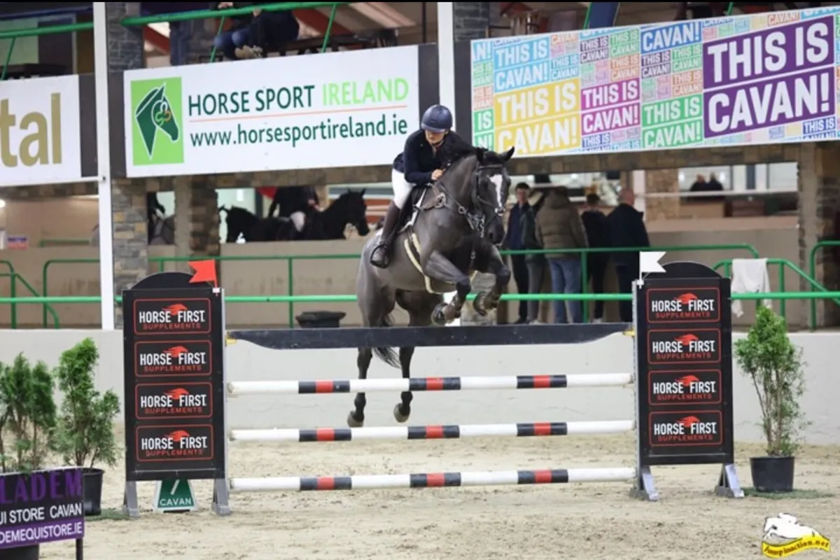 16h gelding by I’m special de muze - Image 2