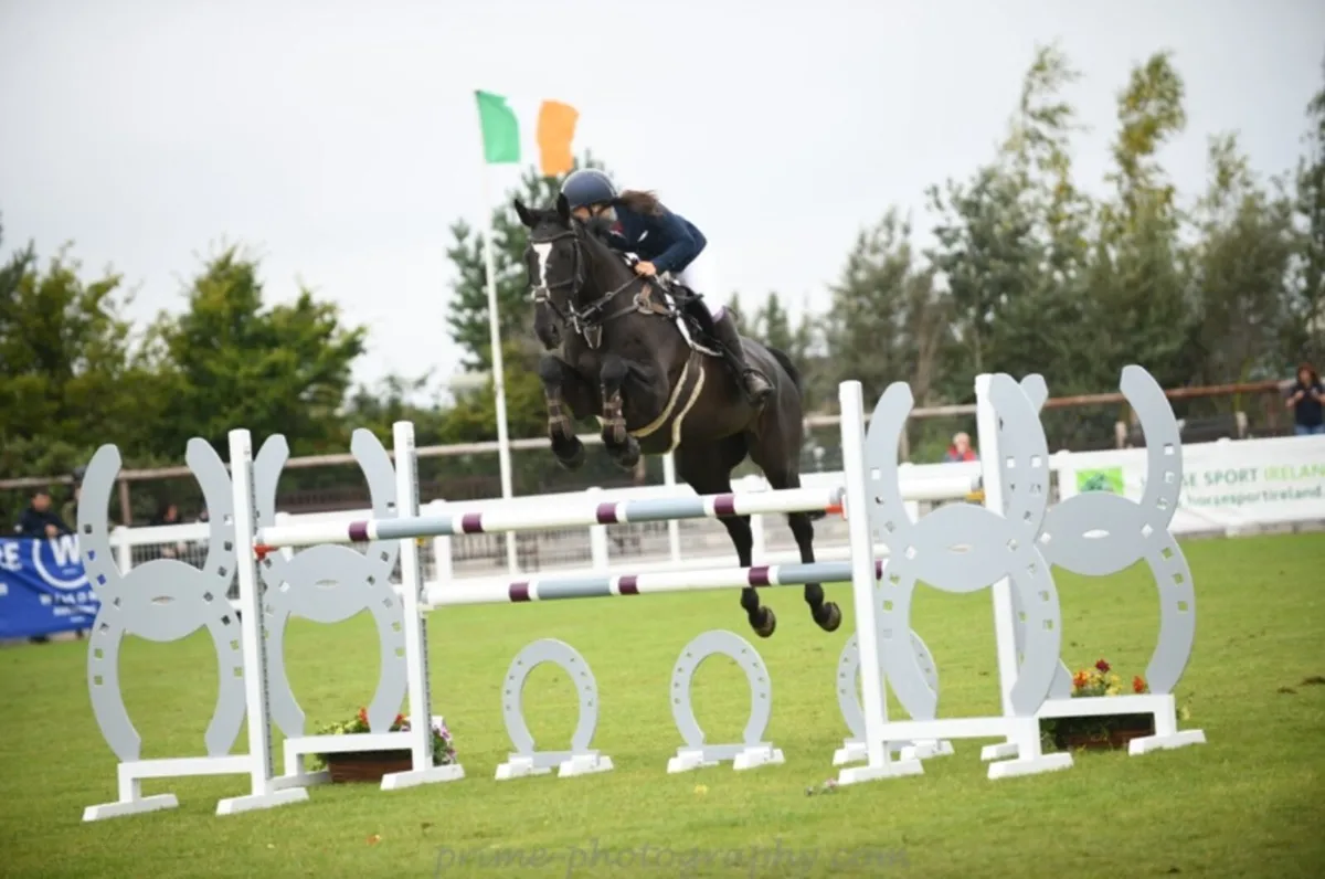 16h gelding by I’m special de muze - Image 3
