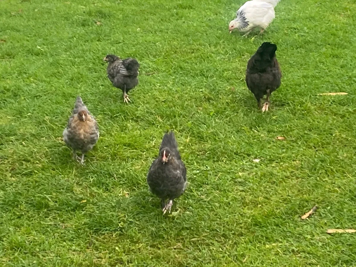 Hens Marans and Barnvelder - Image 1