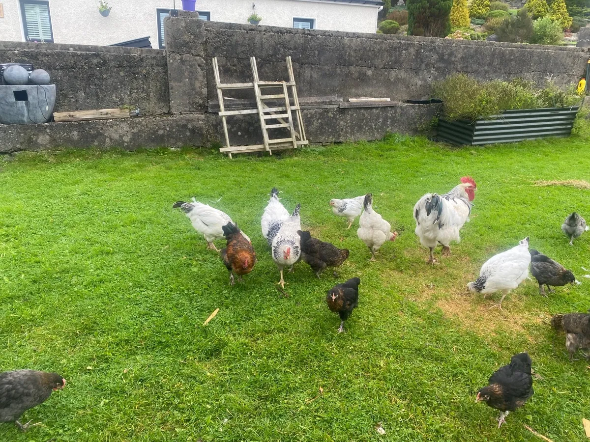 Hens Marans and Barnvelder - Image 2