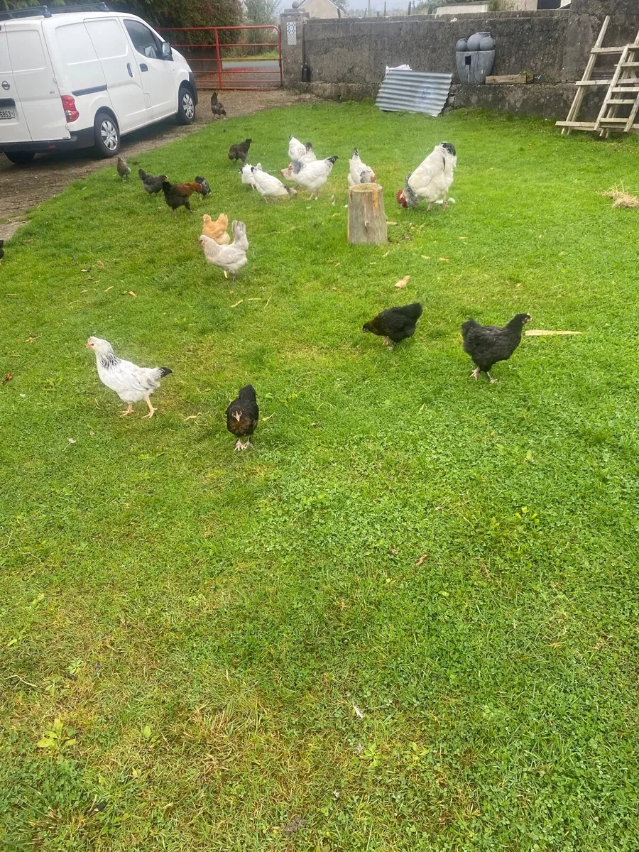 Hens Marans and Barnvelder - Image 3