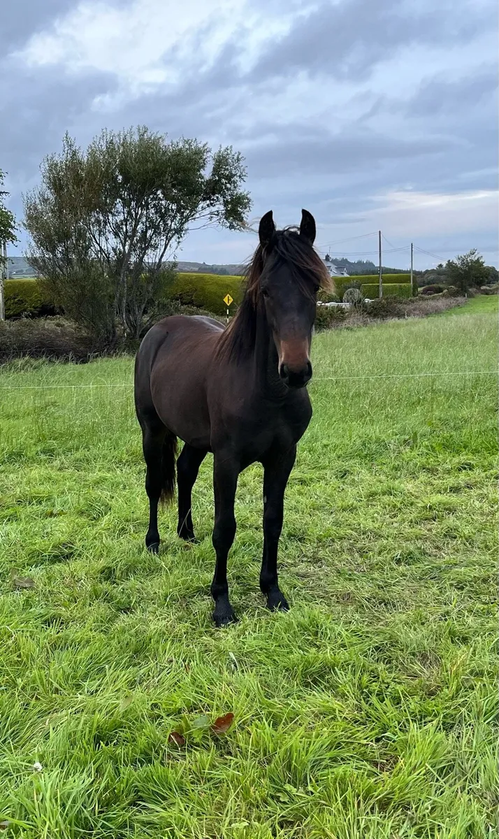 Connemara X colt - Image 1