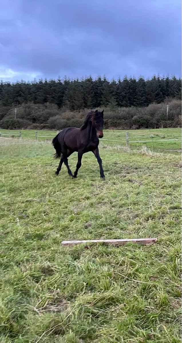 Connemara X colt - Image 3