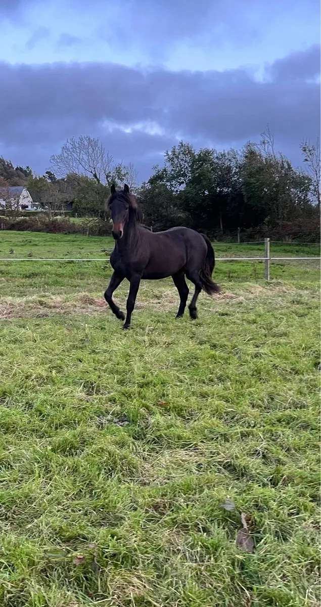 Connemara X colt - Image 4