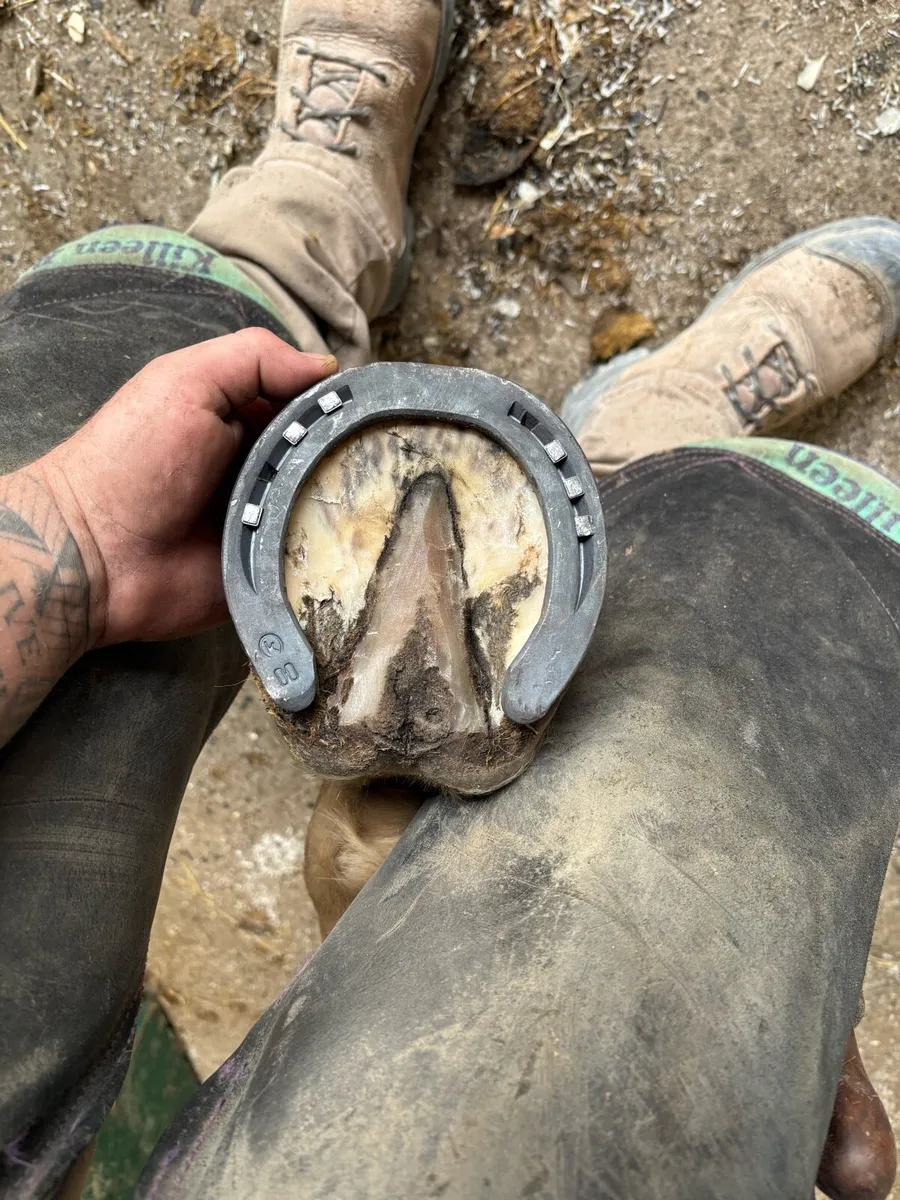 Farrier service - Image 3