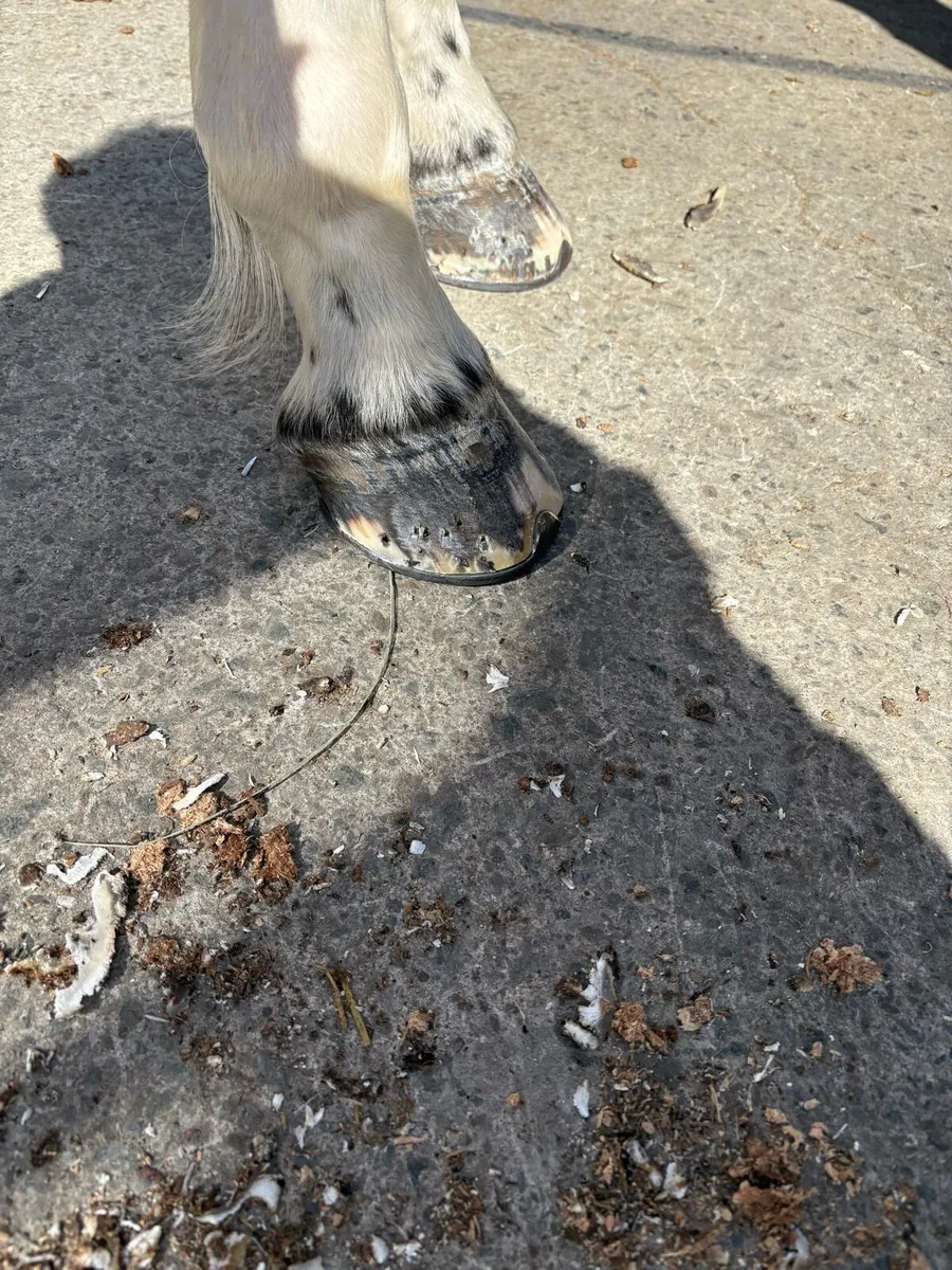 Farrier service - Image 4