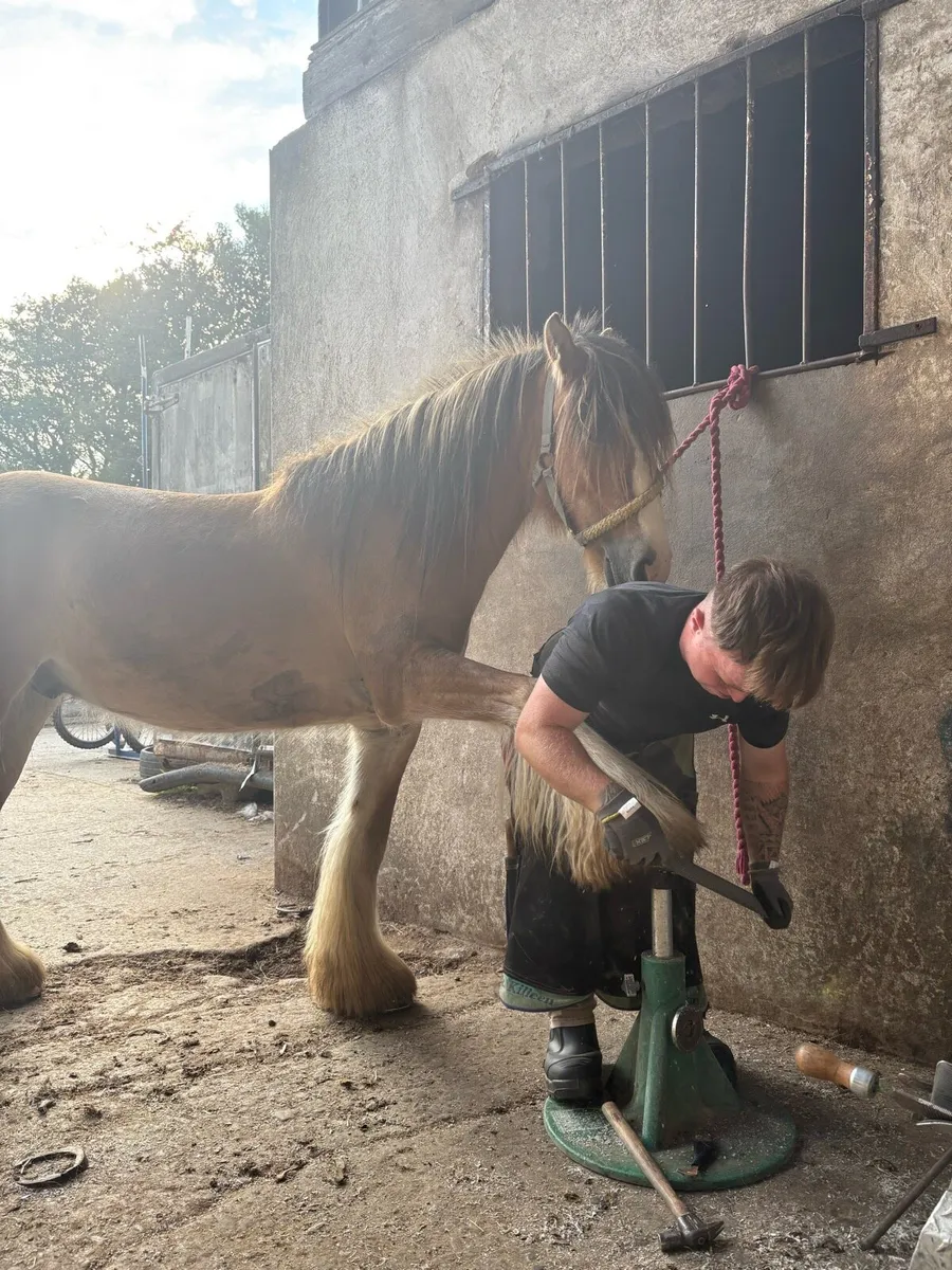 Farrier service - Image 1