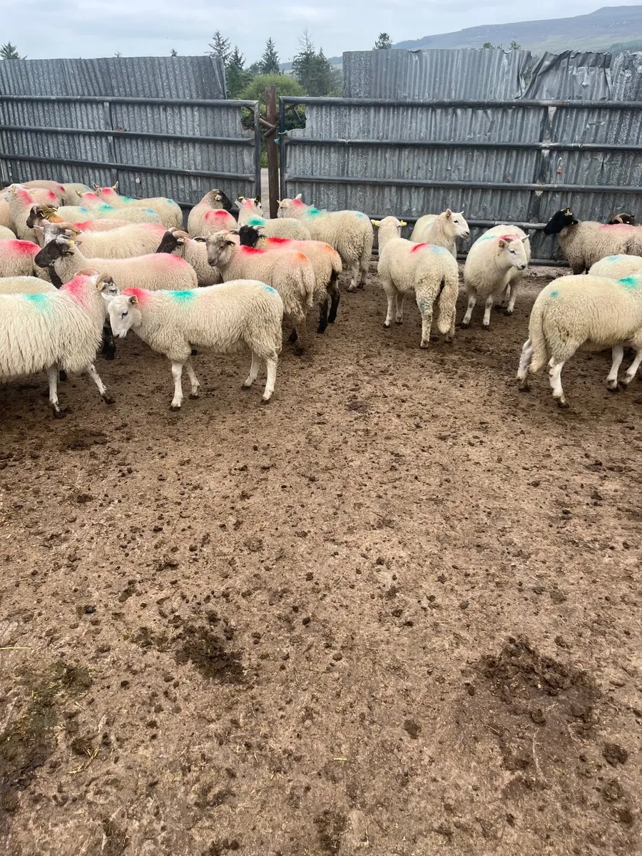 Store lambs - Image 1