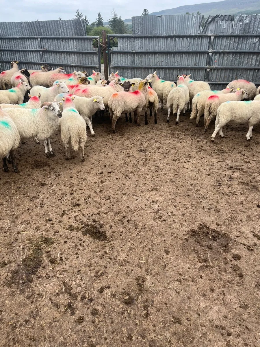 Store lambs - Image 2
