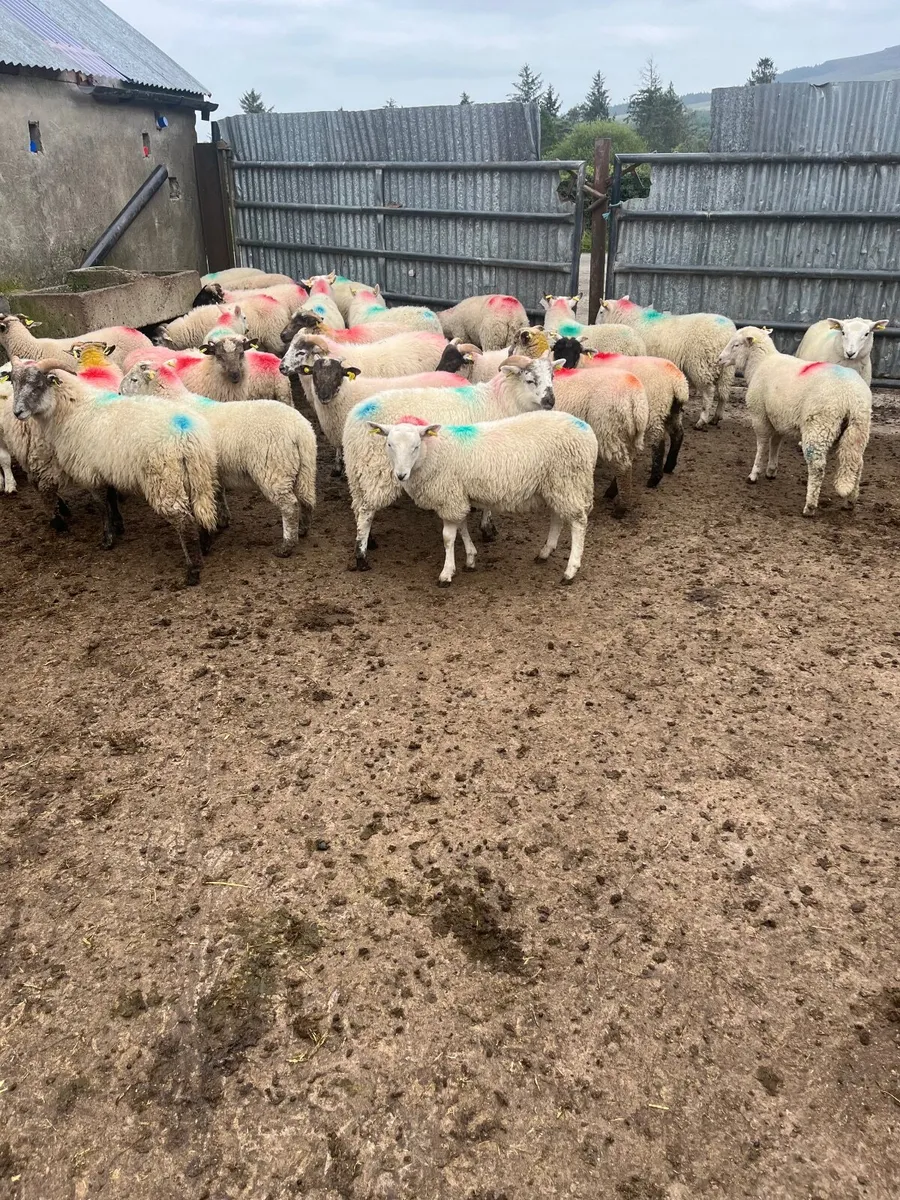 Store lambs - Image 3