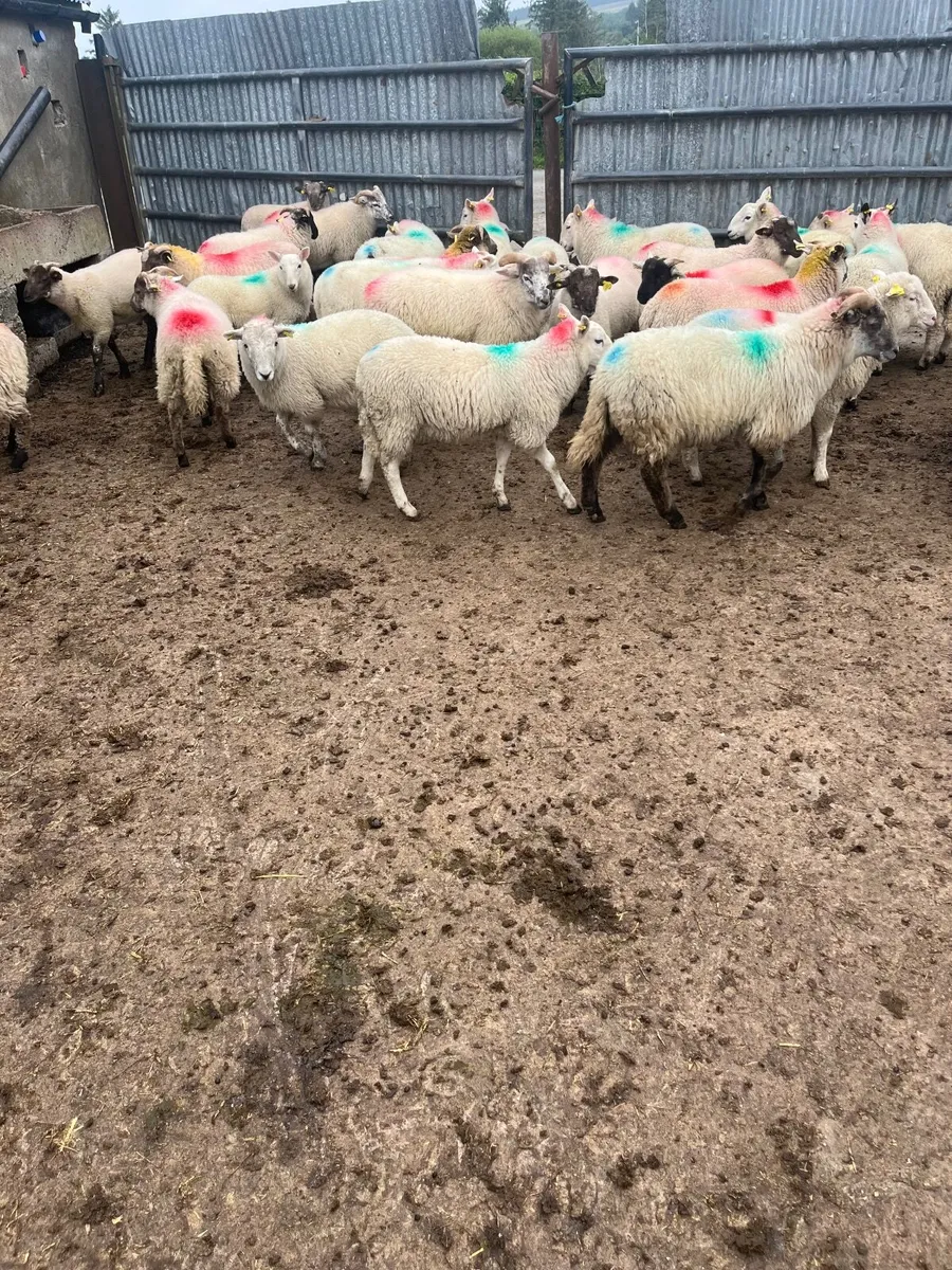 Store lambs - Image 4