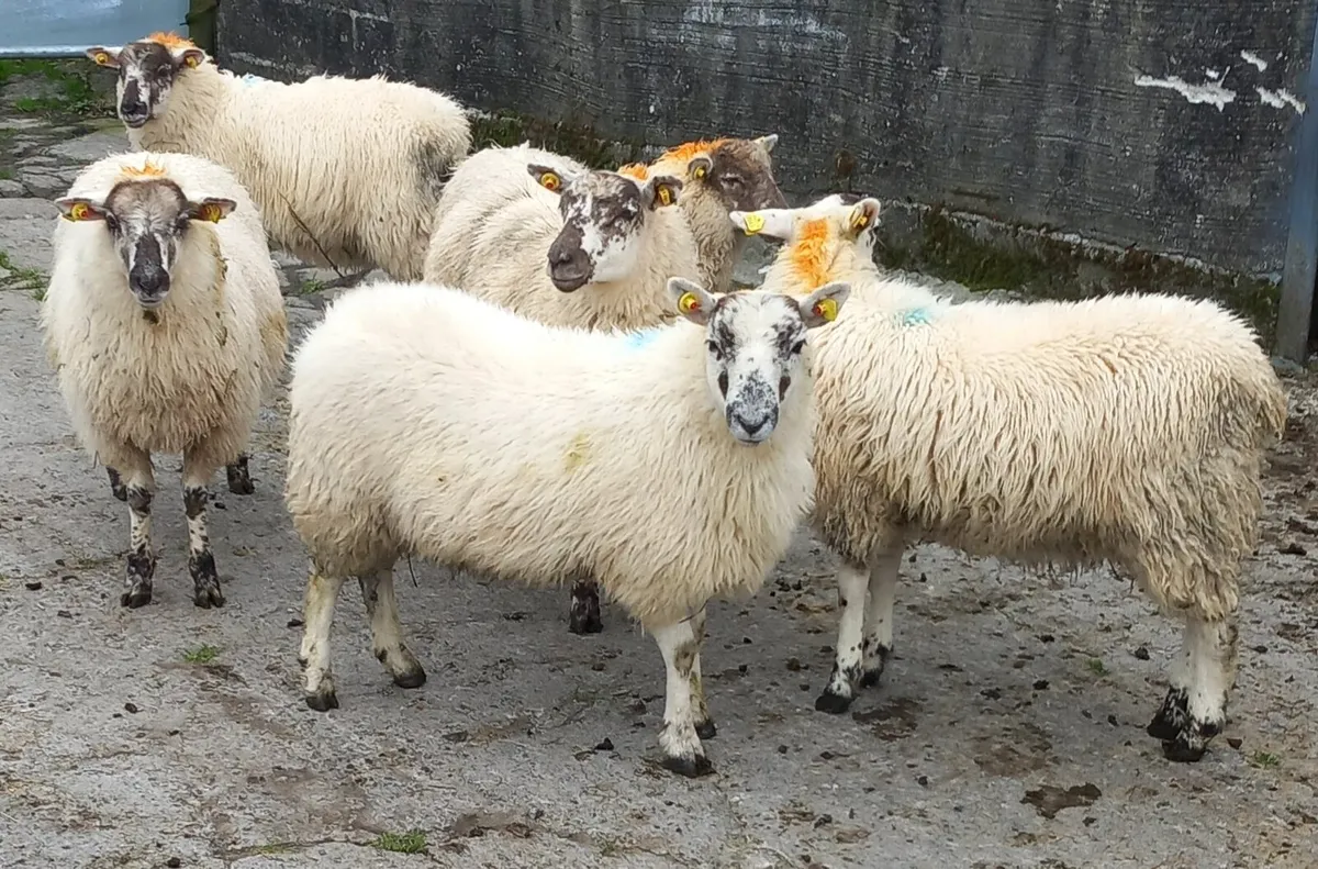 HILTEX EWE LAMBS - Image 1