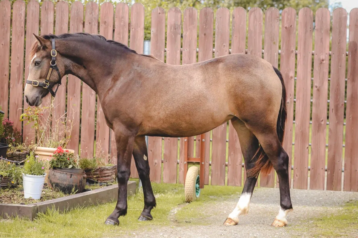 Flashy Dun Yearling Connemara Filly - Image 1