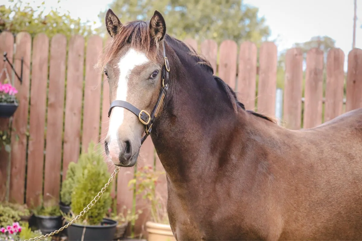 Flashy Dun Yearling Connemara Filly - Image 2