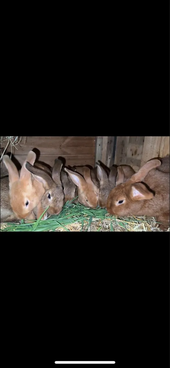 Rabbits - Image 1