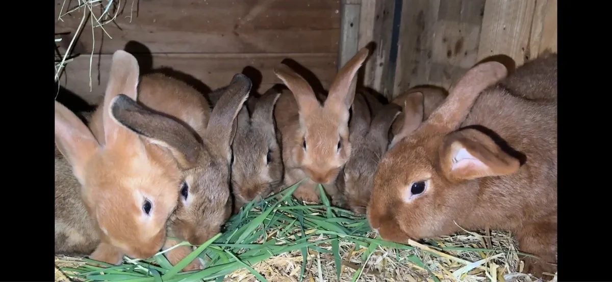 Rabbits - Image 2
