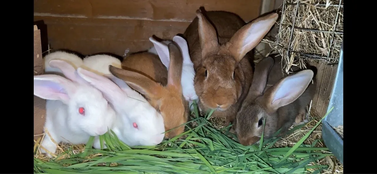 Rabbits - Image 3