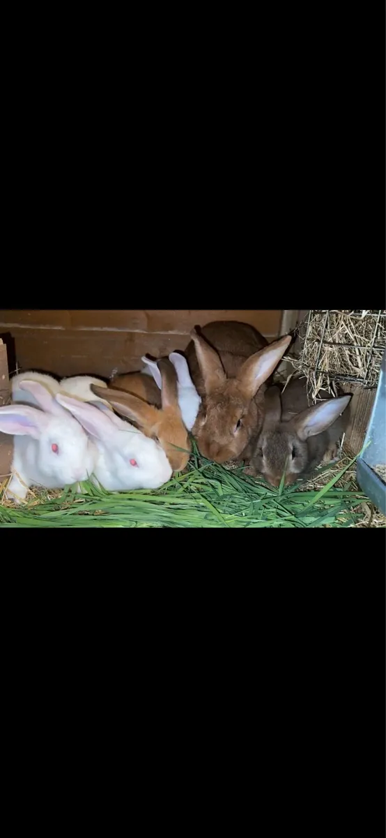 Rabbits - Image 4