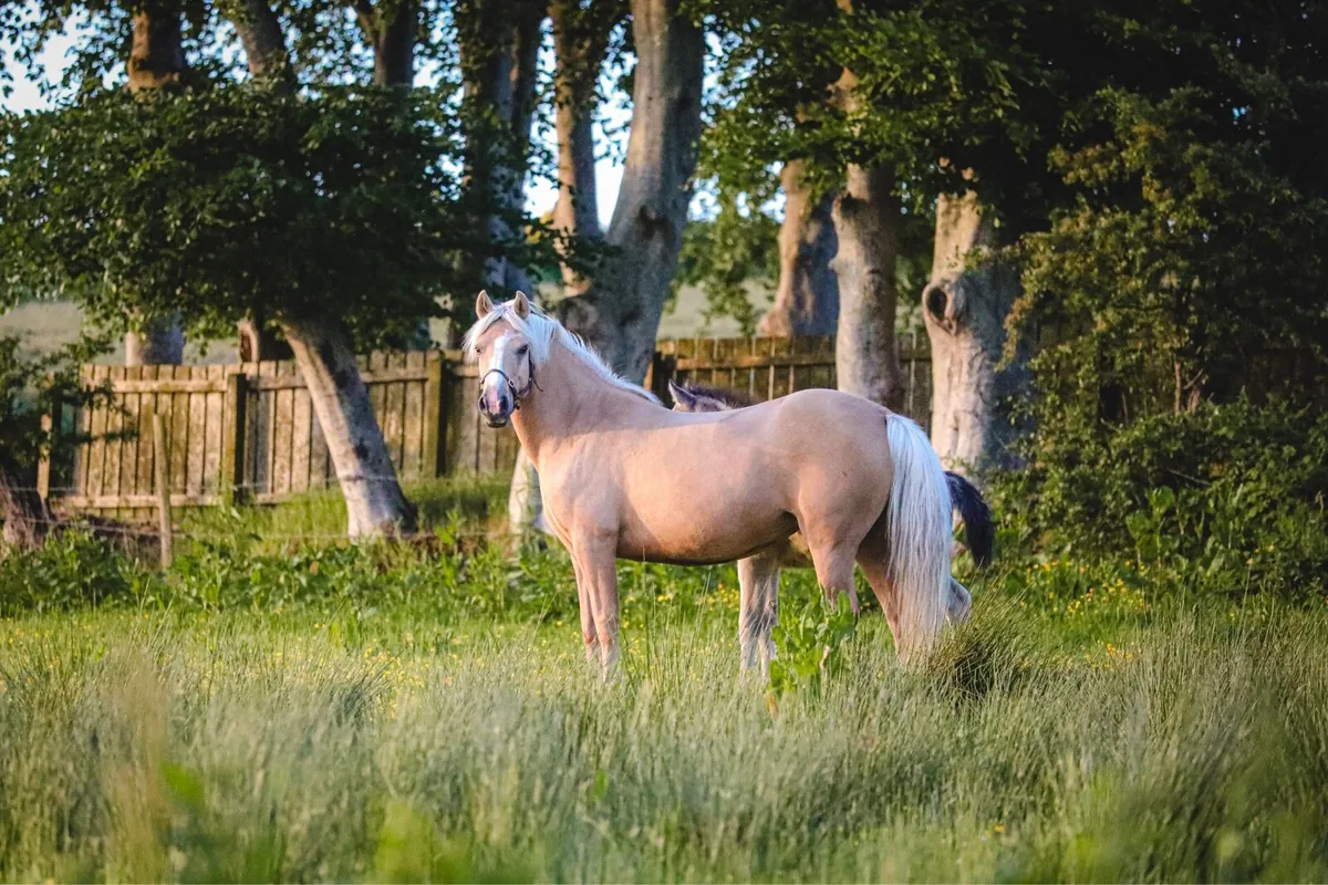 Flashy Dun Yearling Connemara Filly - Image 3