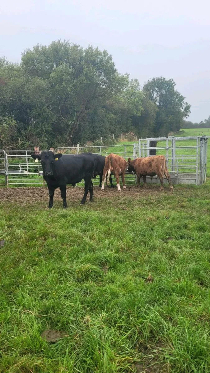 Angus and hereford weanling bulls - Image 1