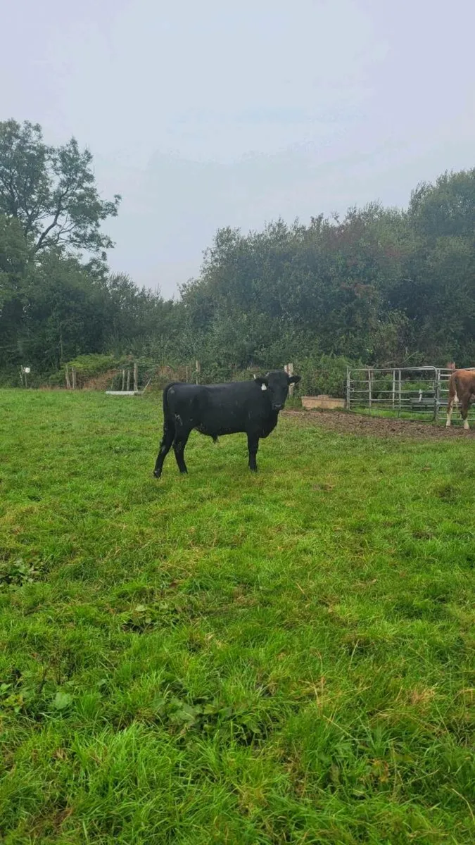 Angus and hereford weanling bulls - Image 2