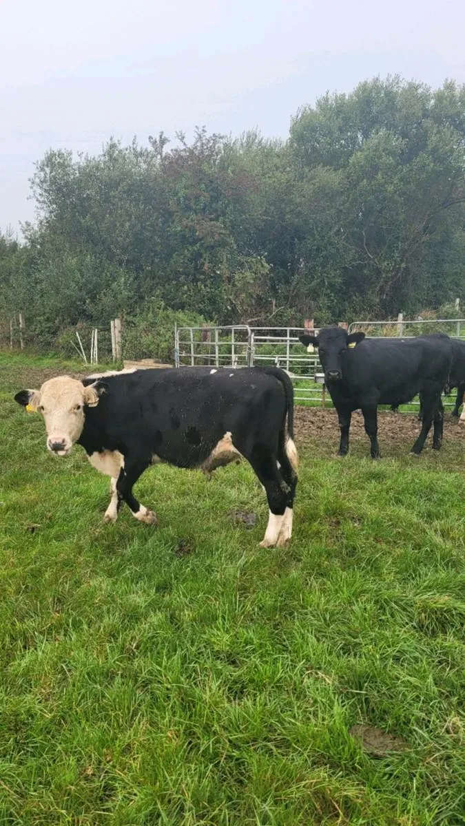 Angus and hereford weanling bulls - Image 3