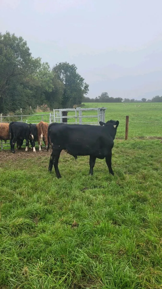 Angus and hereford weanling bulls - Image 4