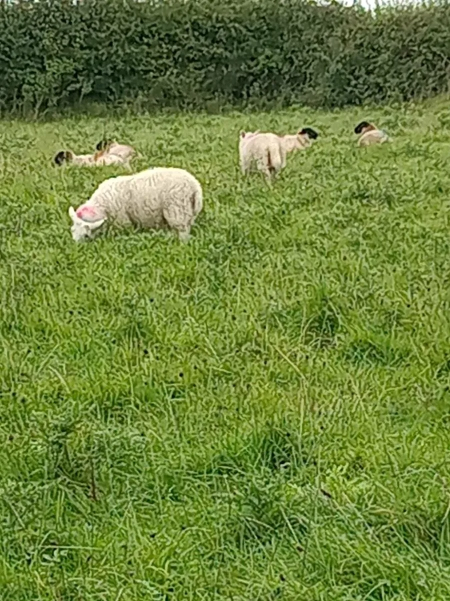 Ewe lambs - Image 1