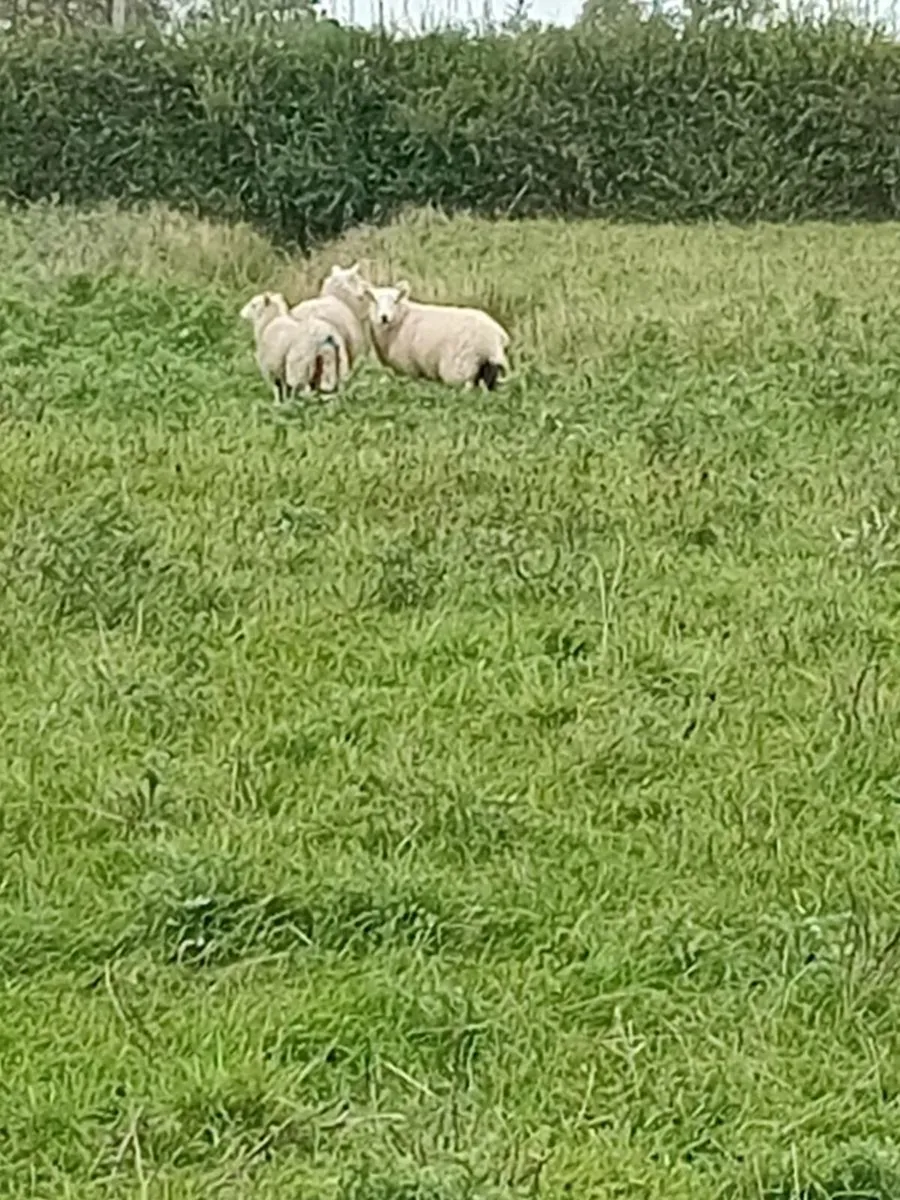 Ewe lambs - Image 2