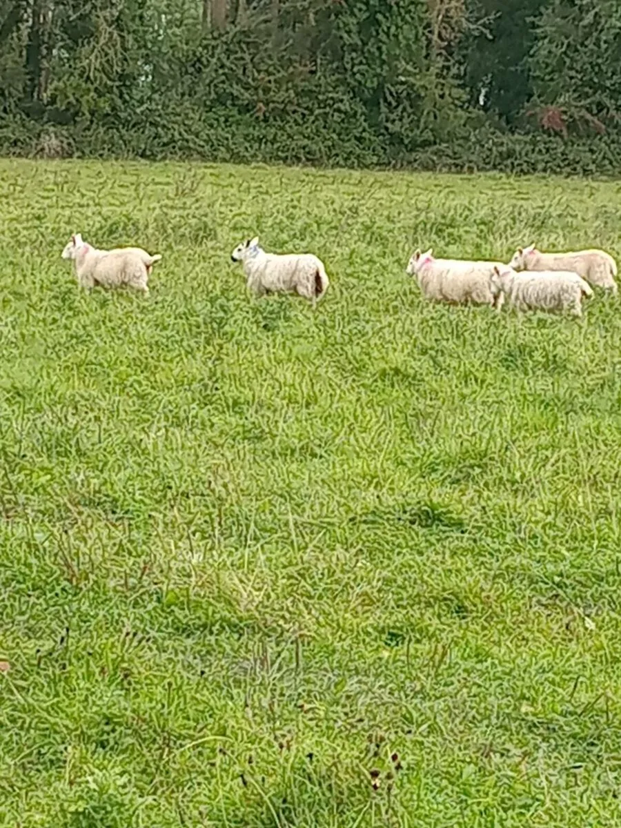 Ewe lambs - Image 3